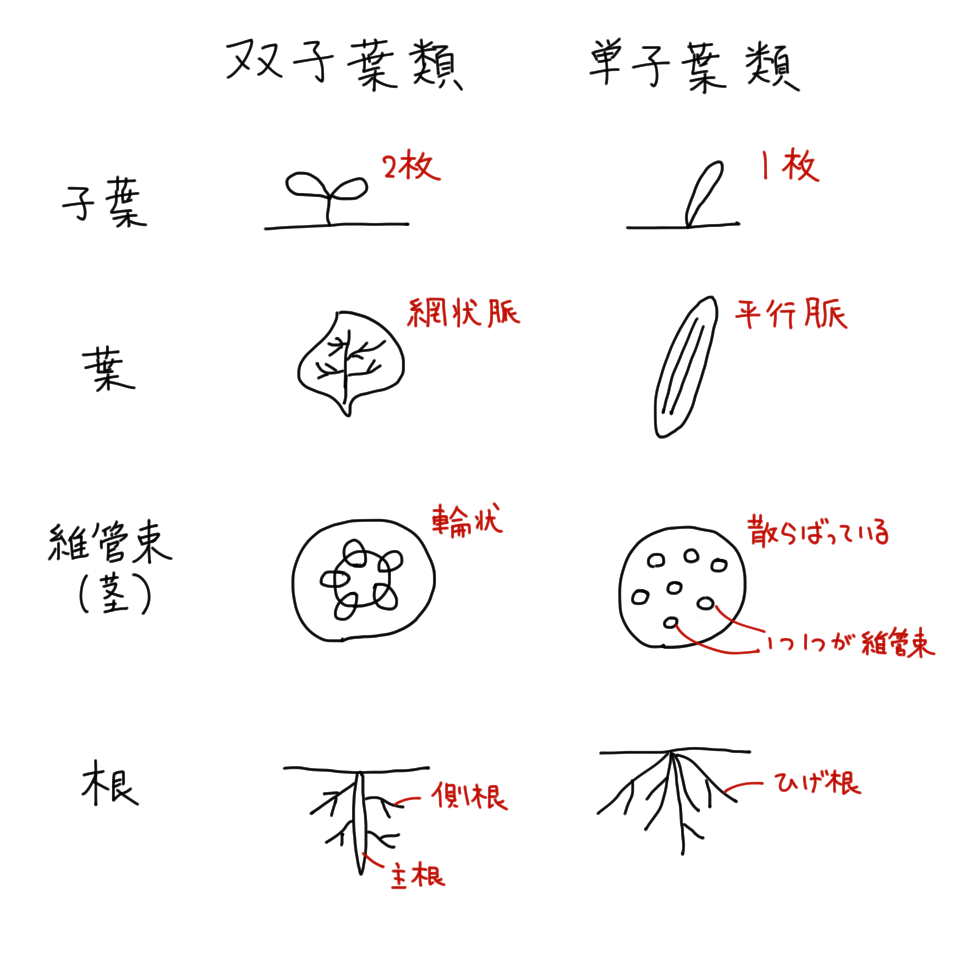 中１理科　双子葉類と単子葉類まとめ（子葉、葉脈、維管束、根の違い）