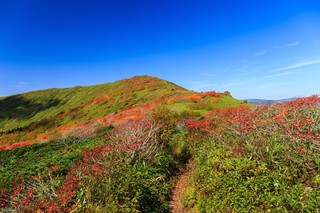 常緑樹と落葉樹の違いと植物一覧｜中学受験理科・高校生物