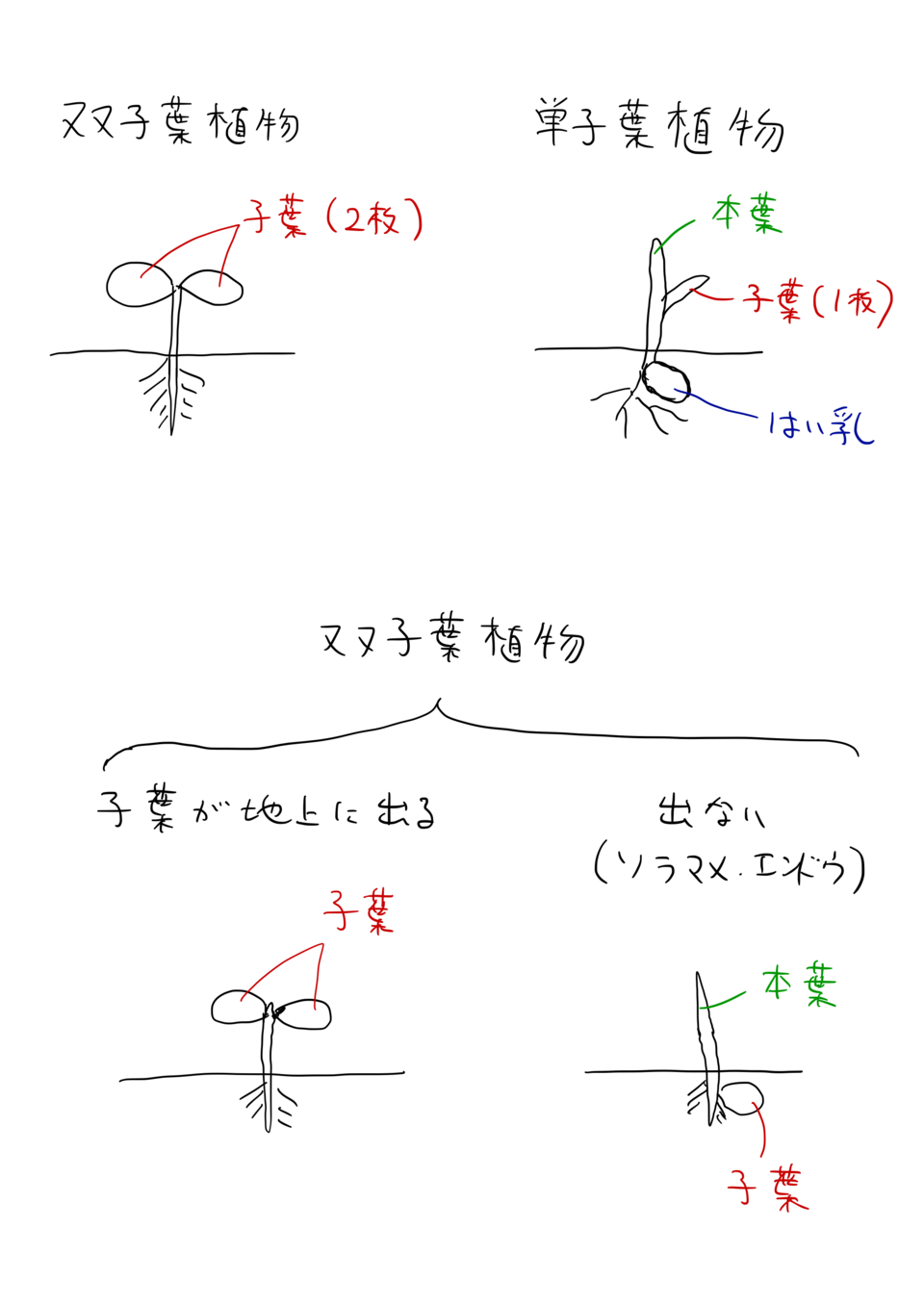 双子葉植物と単子葉植物の発芽と子葉の違い〜エンドウとソラマメは子葉が地上に出ない｜中学受験理科・生物