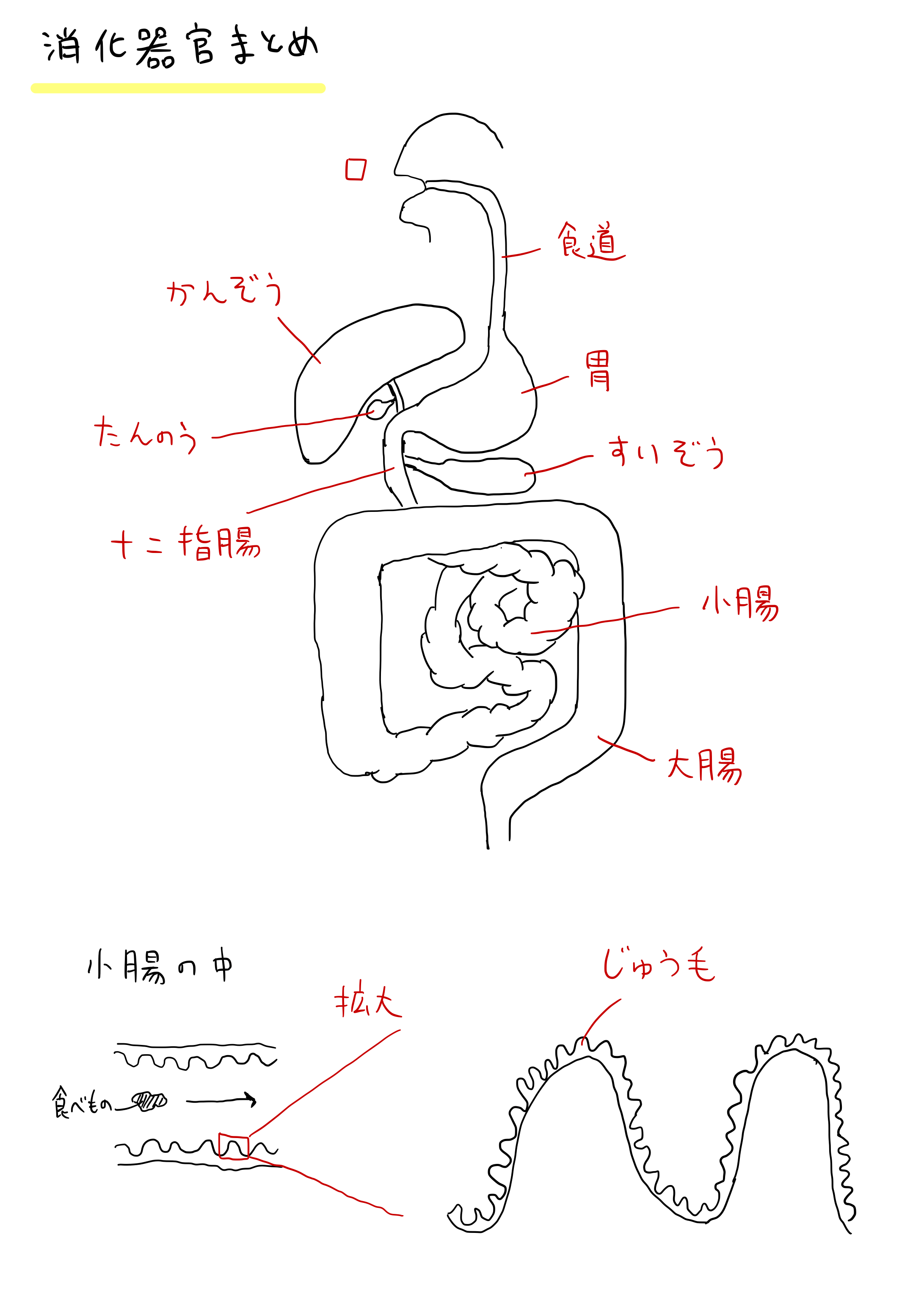 消化器官と消化液まとめ（でんぷん、タンパク質、脂肪を消化する消化液と分解後の物質）｜中学受験理科