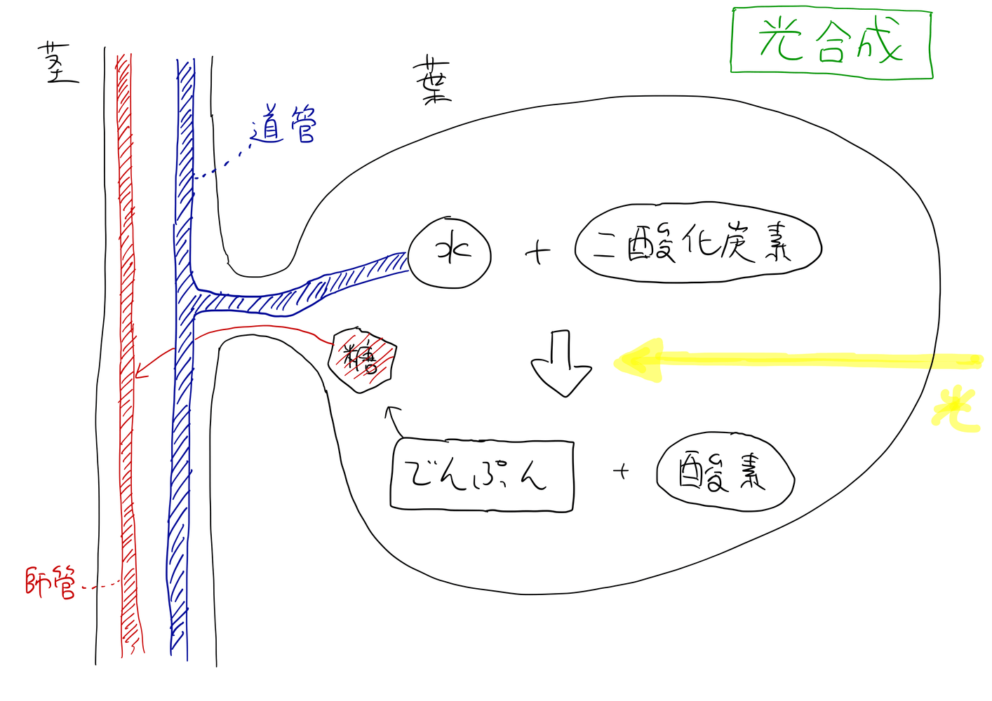 光合成と葉緑体の仕組みをわかりやすく解説〜光合成で水と二酸化炭素から酸素とでんぷんができる｜小学理科